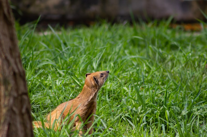 Diergaarde Blijdorp Rotterdam