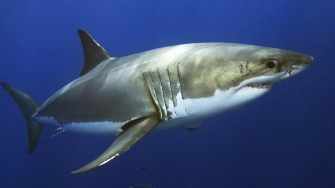 Poging om in kooi van duiker te komen wordt grote witte haai fataal